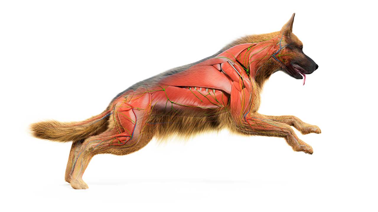 Músculos del perro, alimentación para favorecer la musculatura.